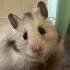 hamsterperson1
